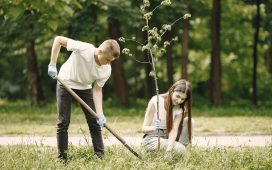 Tree Care Tips for Homeowners