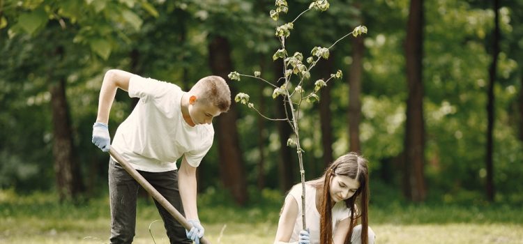 Tree Care Tips for Homeowners