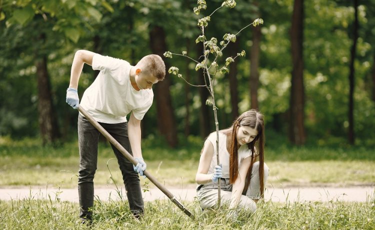 Tree Care Tips for Homeowners