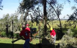 Tree Trimming